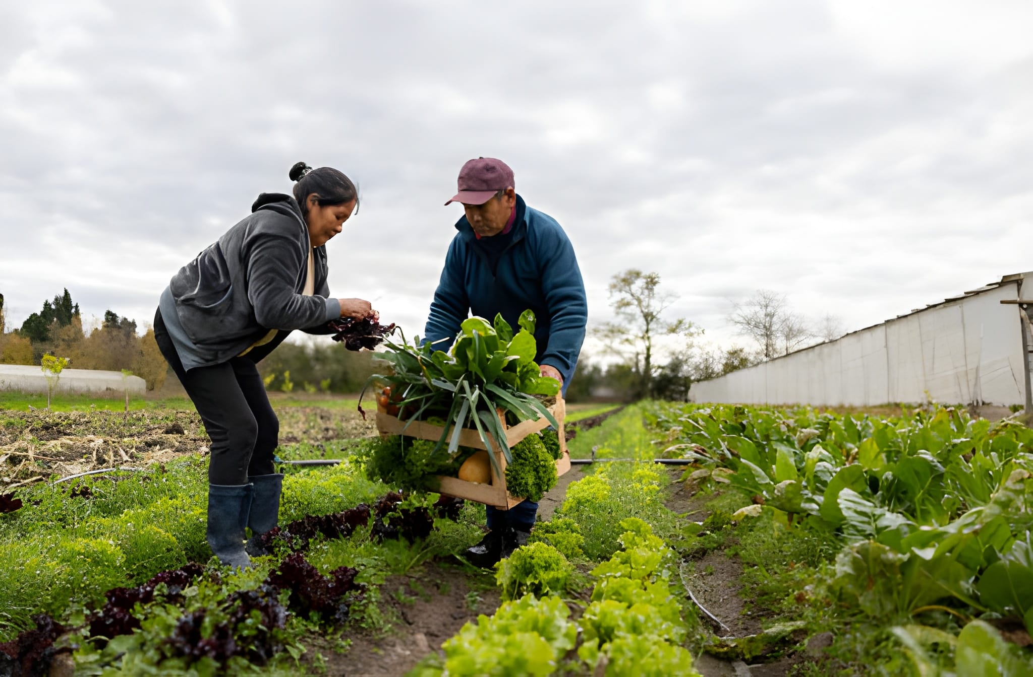 H-2A visa farm jobs in the USA